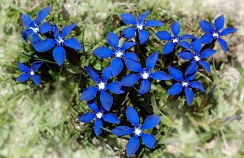 Blue Star-shaped Flowers — Natural
