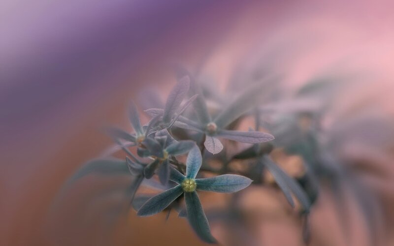 Blue Star-shaped Flowers — Purple, Serene