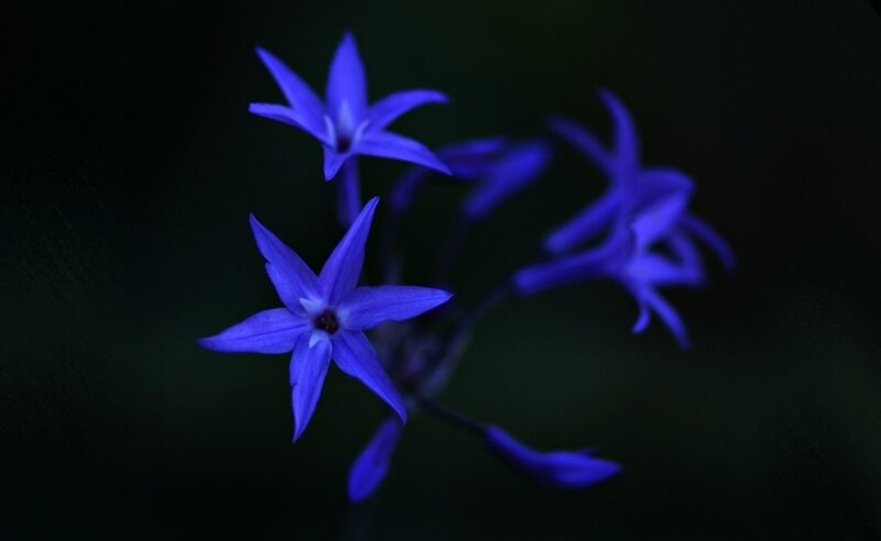 Blue Star-shaped Flowers — Purple