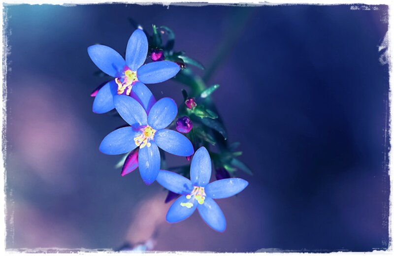 Blue Star-shaped Flowers — Serene, Photograph