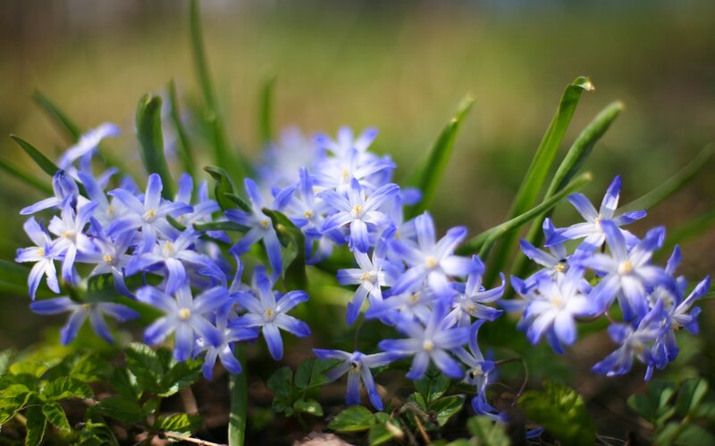 Blue Star-shaped Flowers — Serene, Spring, Photograph