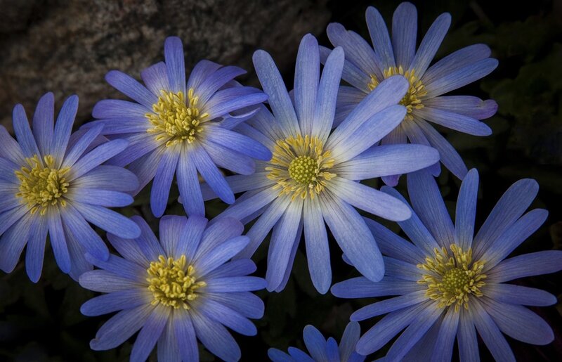 Blue Star-shaped Flowers — Serene, Spring, Photograph, Yellow Centers