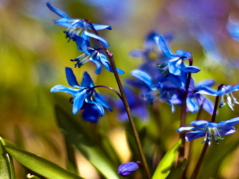 Blue Star-shaped Flowers — Serene, Spring