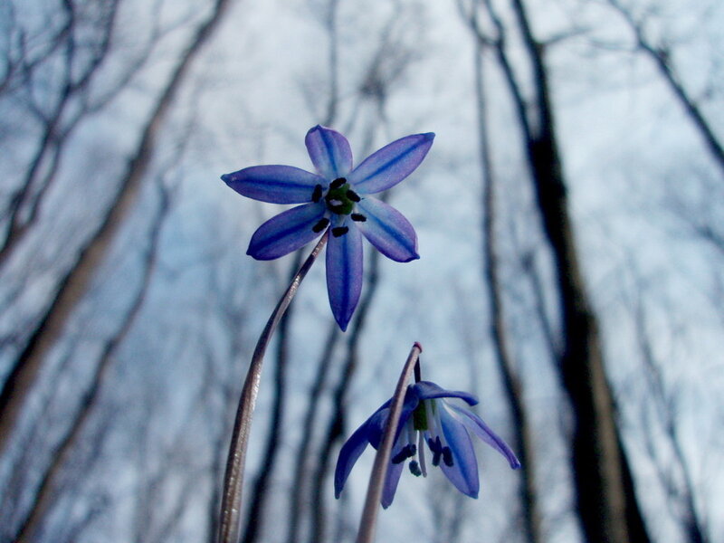 Blue Star-shaped Flowers — Serene