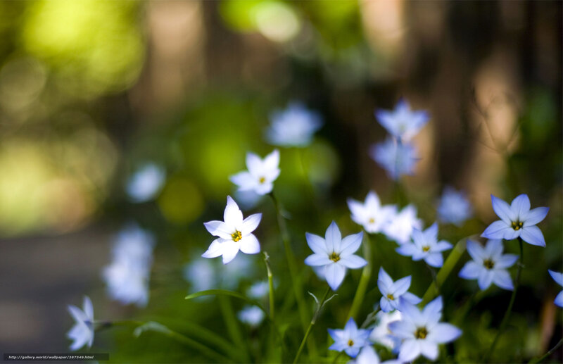Blue Star-shaped Flowers — White