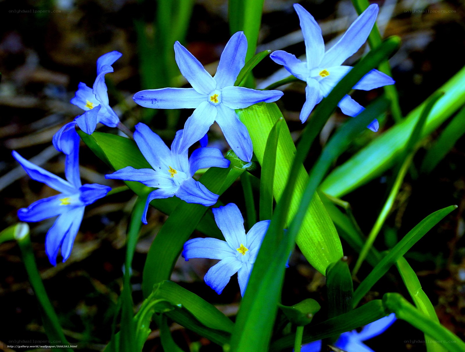 blue star-shaped flowers