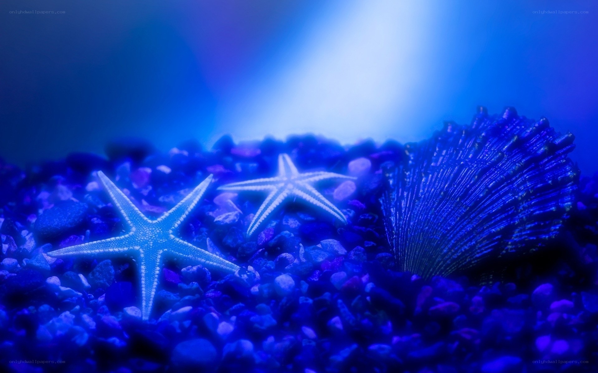 Blue starfish and shell