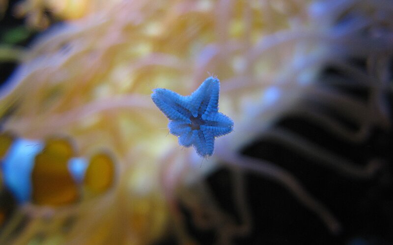 Blue Starfish in Water