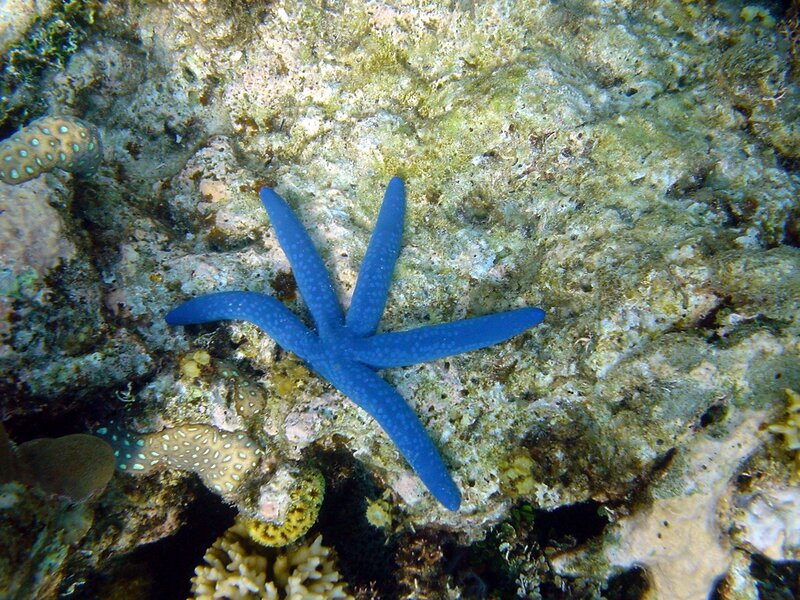 Blue Starfish on Coral — Calm