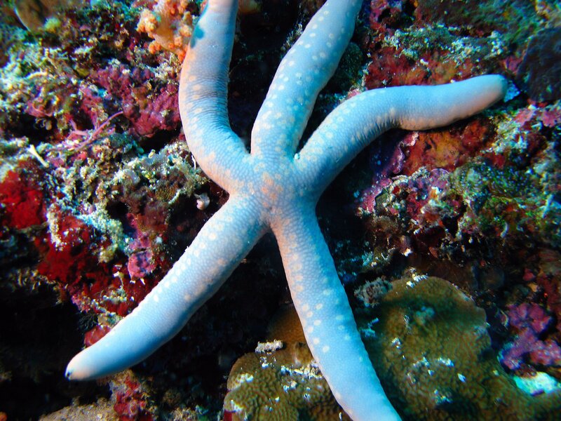 Blue Starfish on Coral — Natural