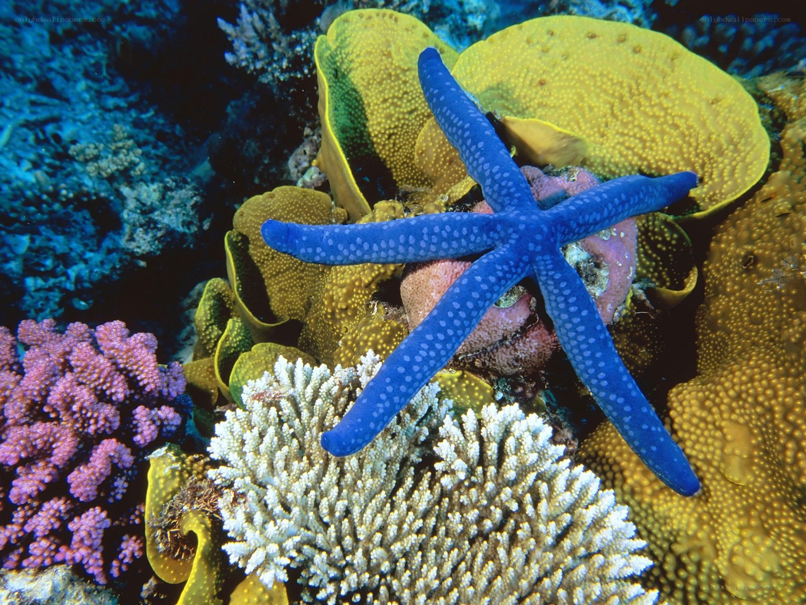 Blue starfish on coral reef
