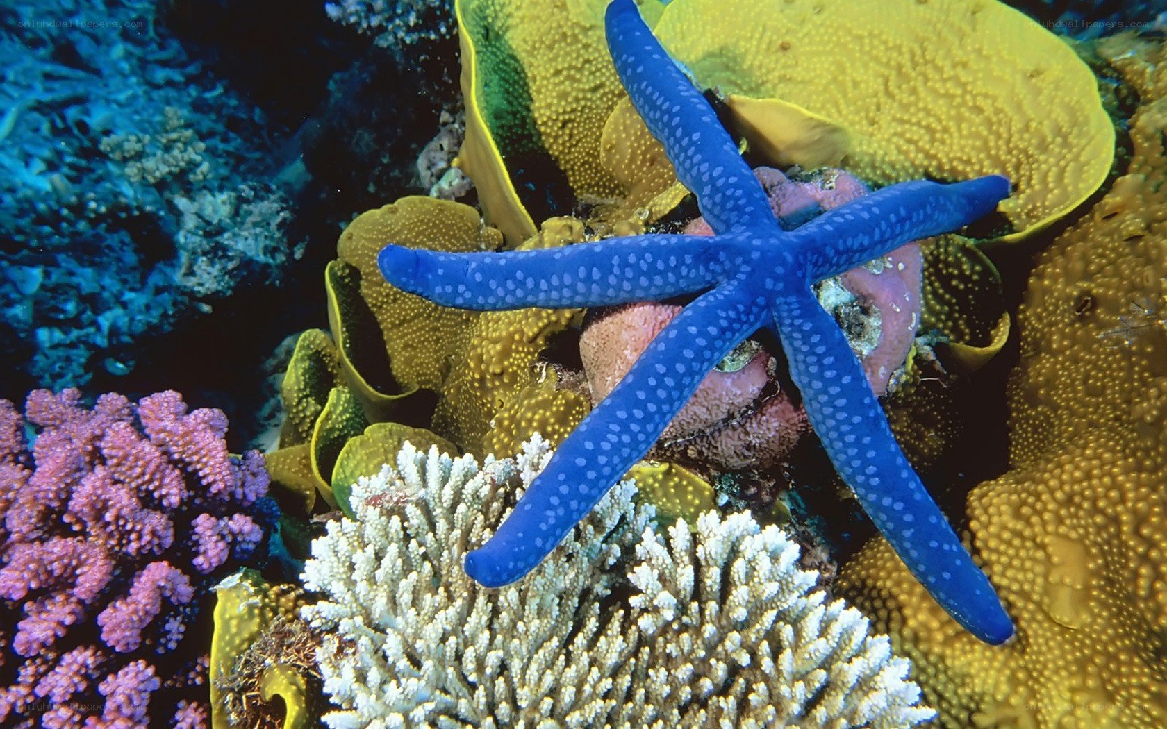 Blue starfish on coral reef