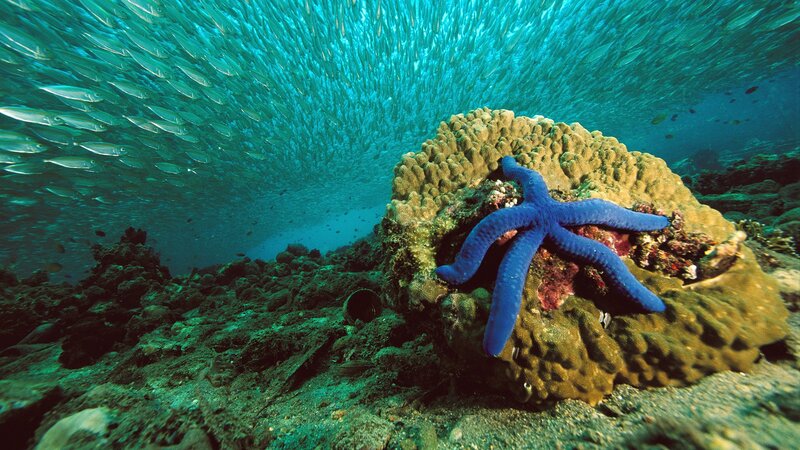 Blue starfish on coral reef