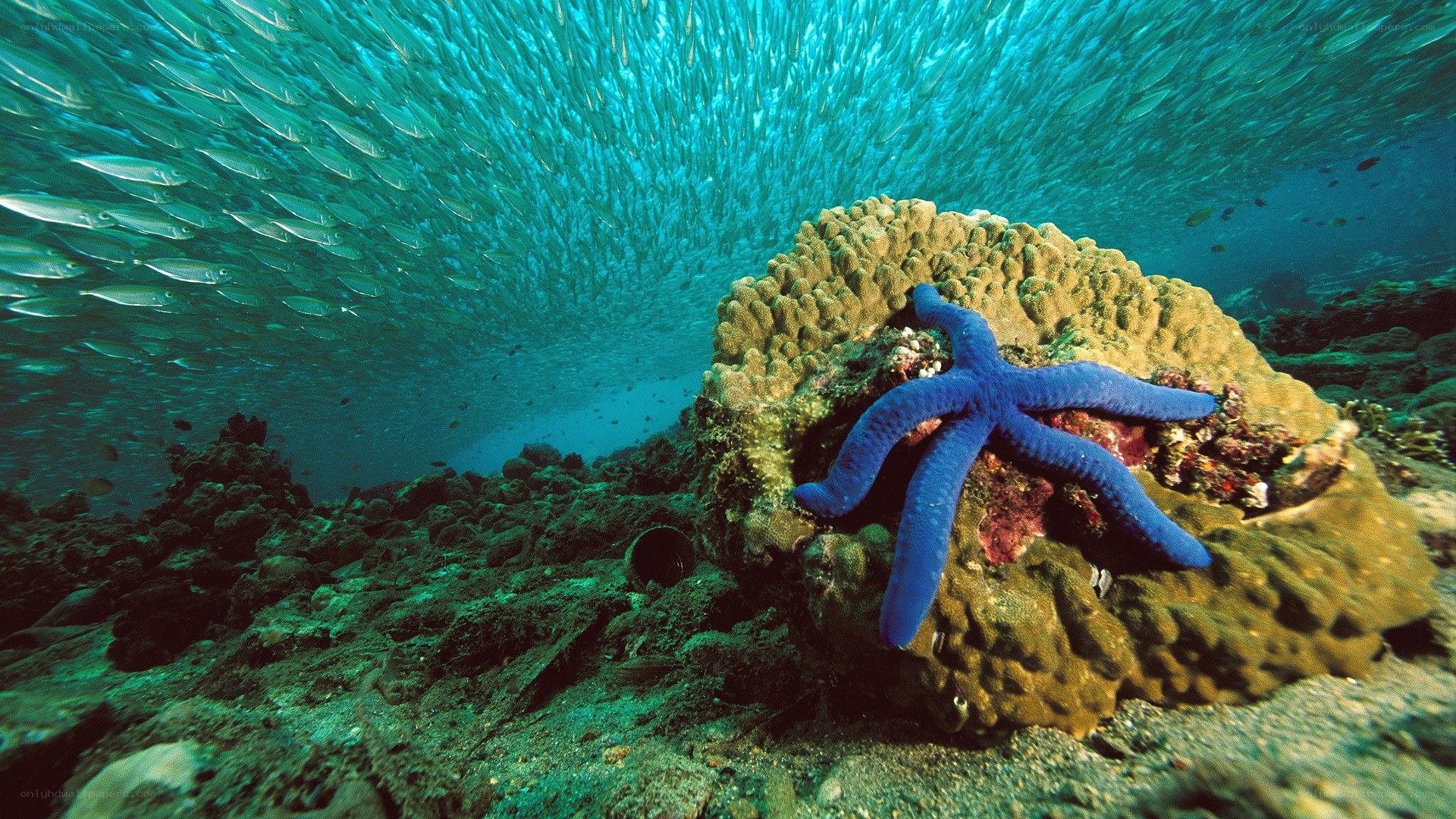 Blue starfish on coral reef
