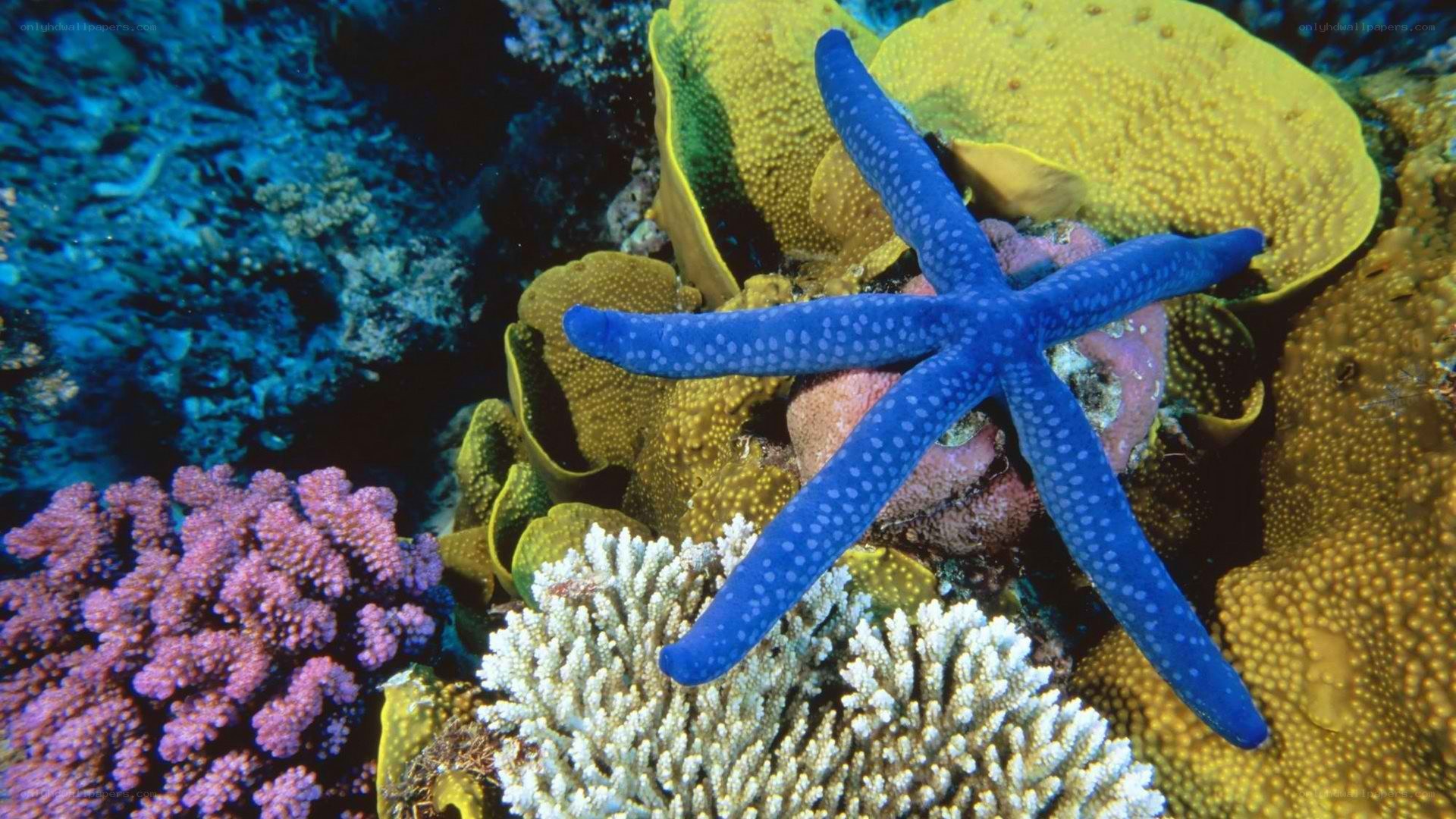 Blue starfish on coral reef