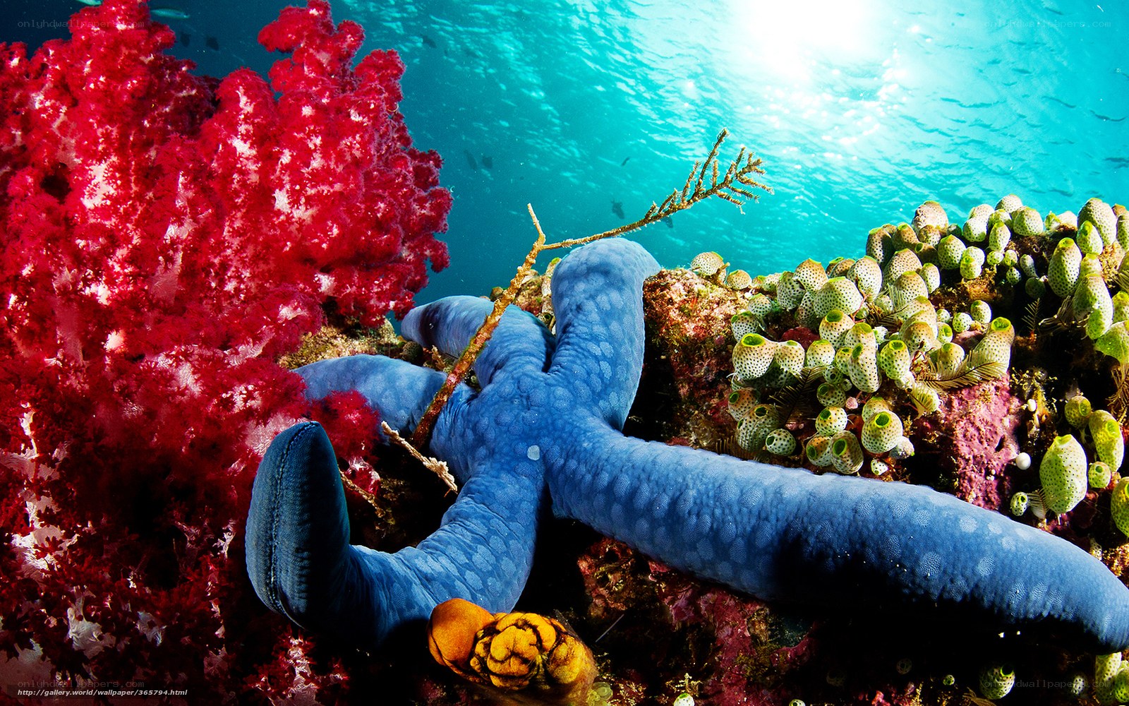 Blue starfish on coral reef