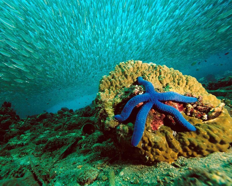 Blue Starfish on Coral — Serene