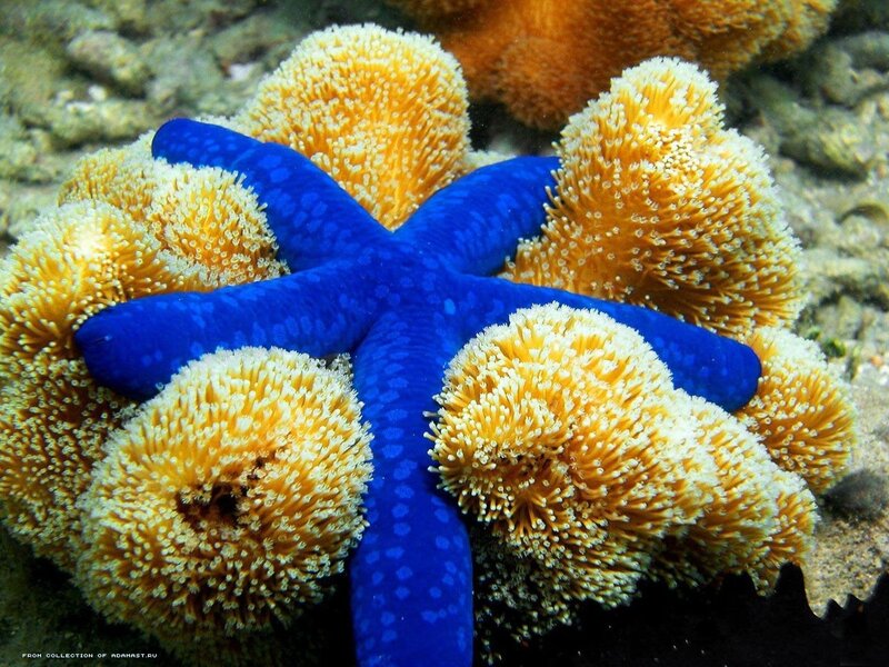 Blue Starfish on Coral