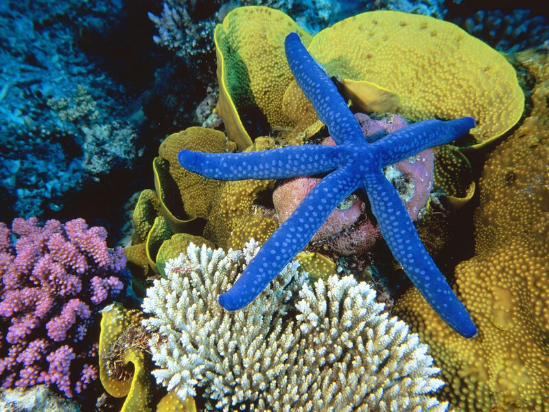 Blue Starfish on Coral — Vibrant, Photograph