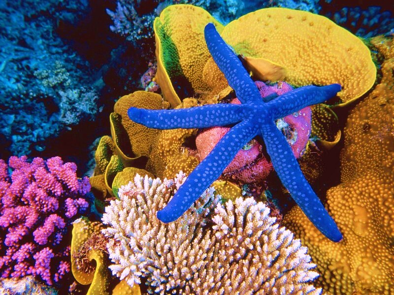 Blue Starfish on Coral — Vibrant