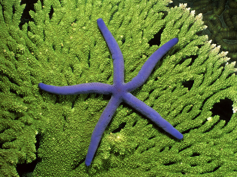 Blue starfish on green coral