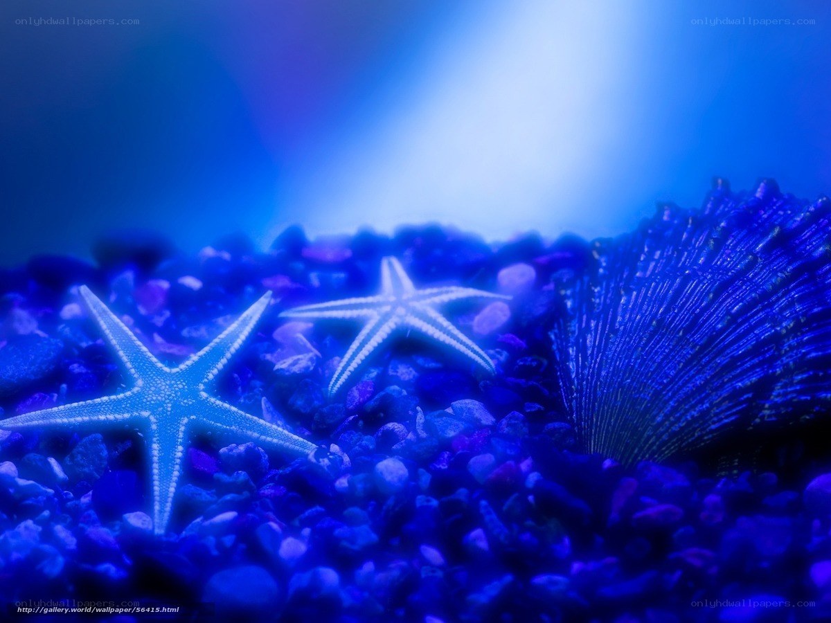 Blue starfish on pebbles