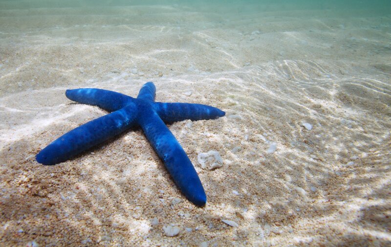 Blue Starfish on Sand — Serene