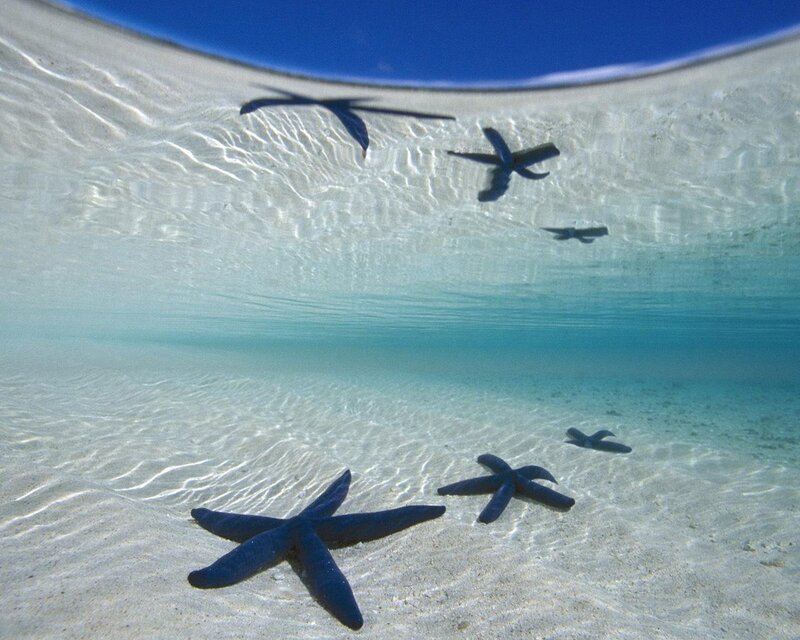Blue Starfish on Sand