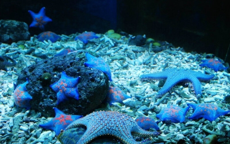 Blue Starfish on Seabed