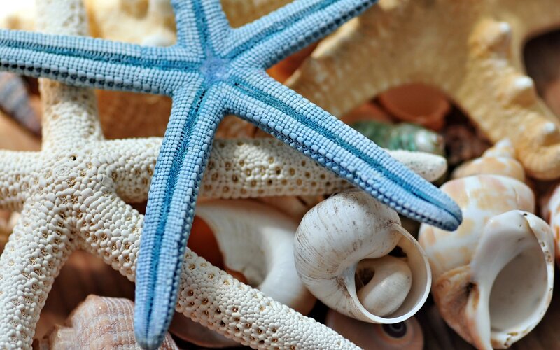 Blue Starfish on Shells