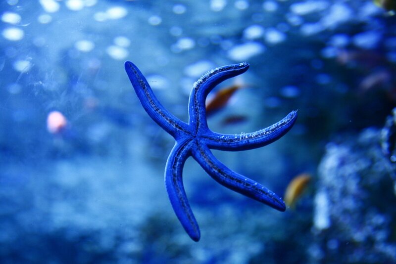 Blue Starfish Underwater