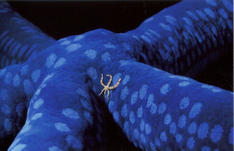 Blue starfish with brittle star