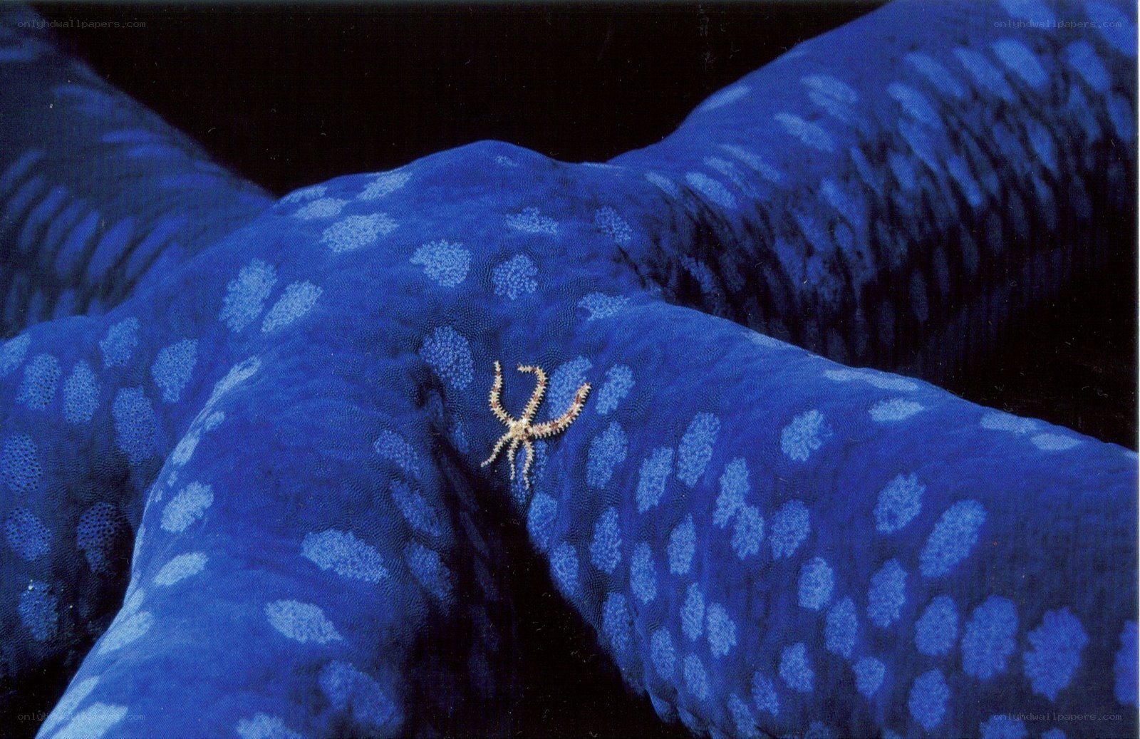 Blue starfish with brittle star