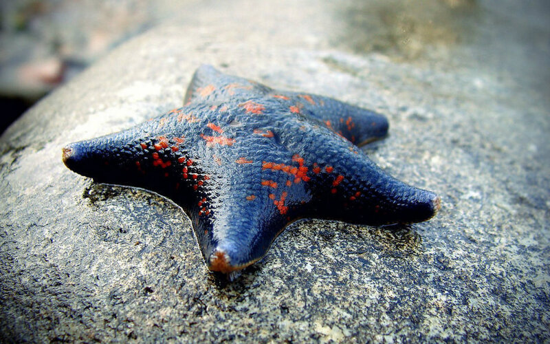 Blue Starfish with Red Spots