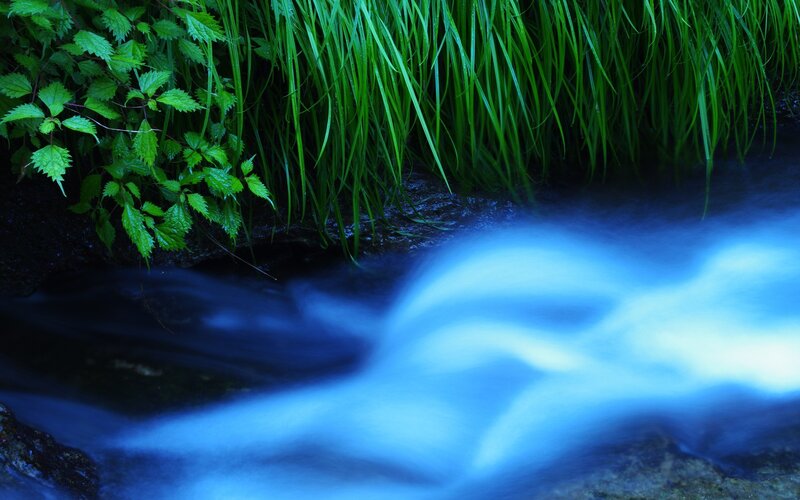 Blue stream flowing through greenery