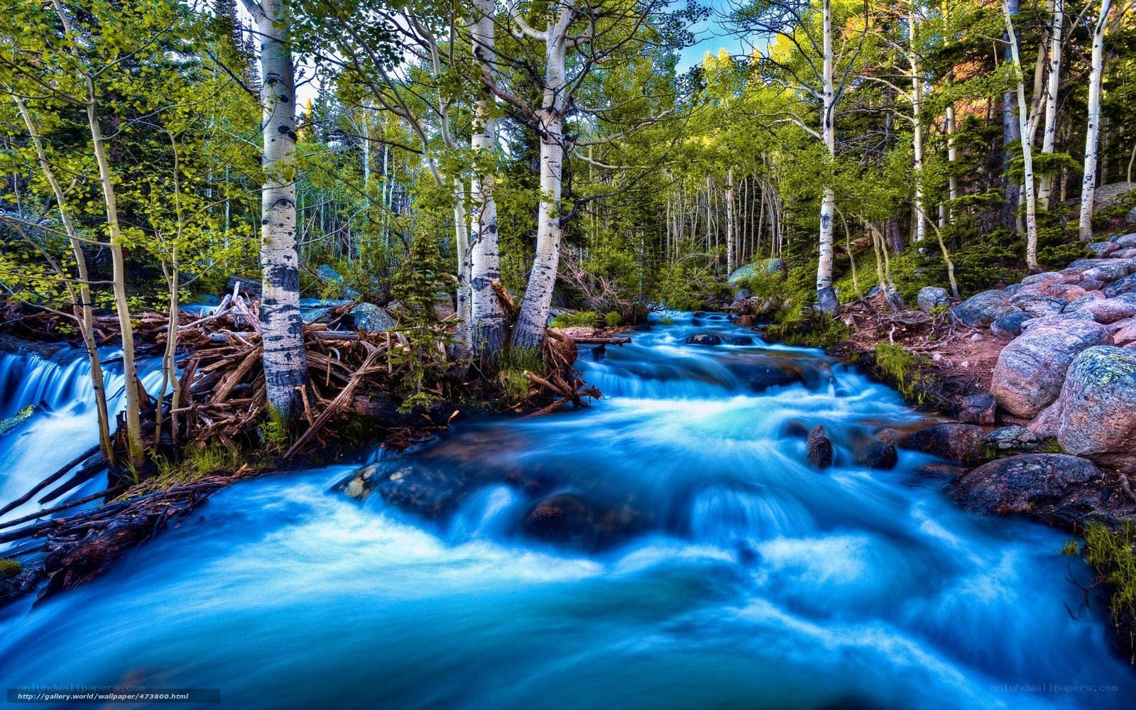 Blue Stream in Aspen Forest