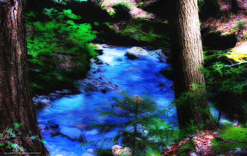Blue Stream in Forest