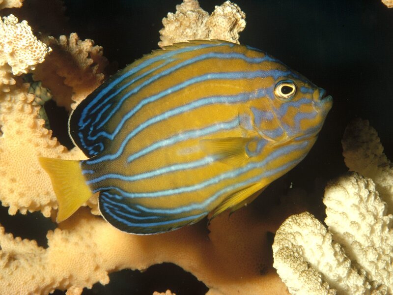 Blue-striped Angelfish