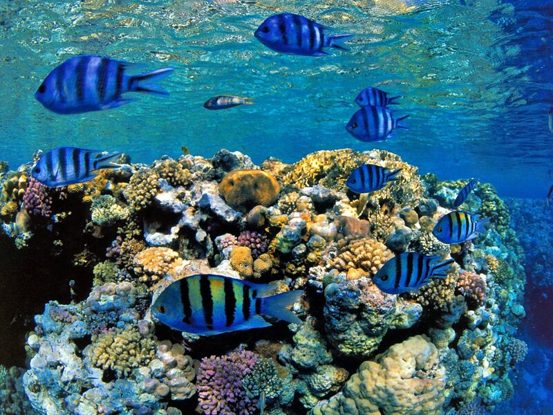 Blue Striped Fish on Coral