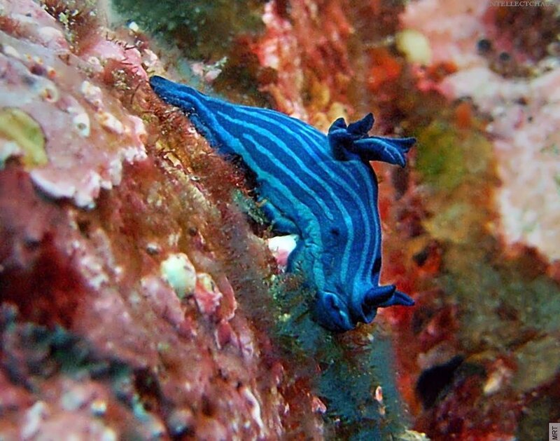 Blue striped sea slug on coral