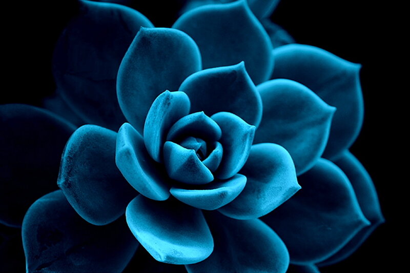 Blue Succulent Flower — Dramatic