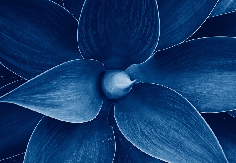 Blue Succulent Flower — Serene