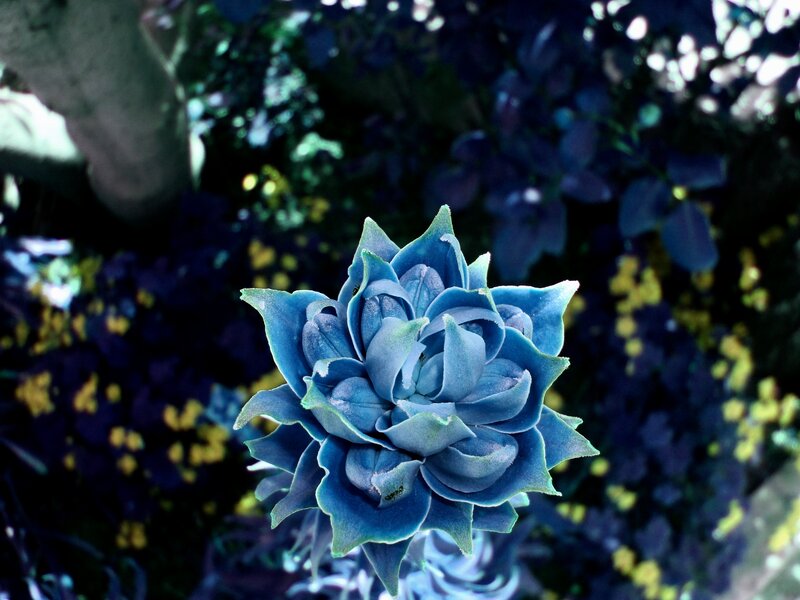 Blue Succulent Flower