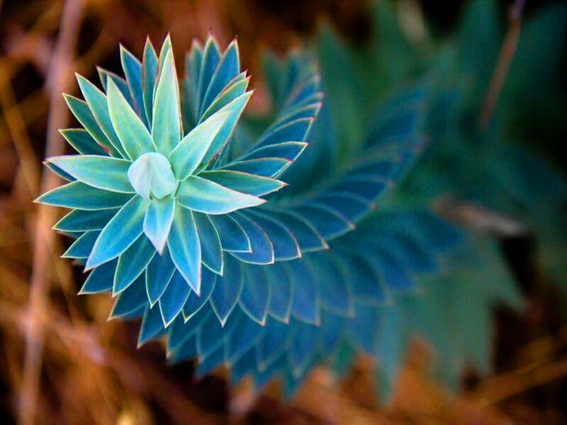 Blue Succulent Plant — Serene