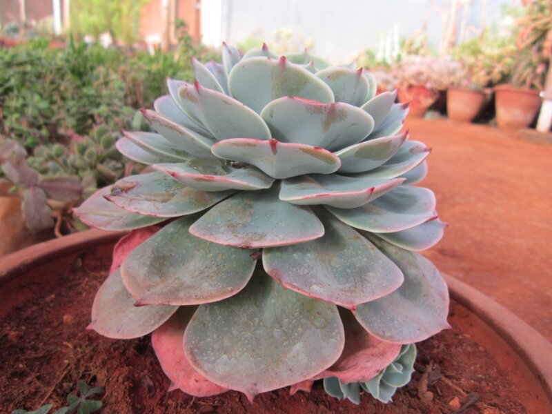 Blue Succulent Plant