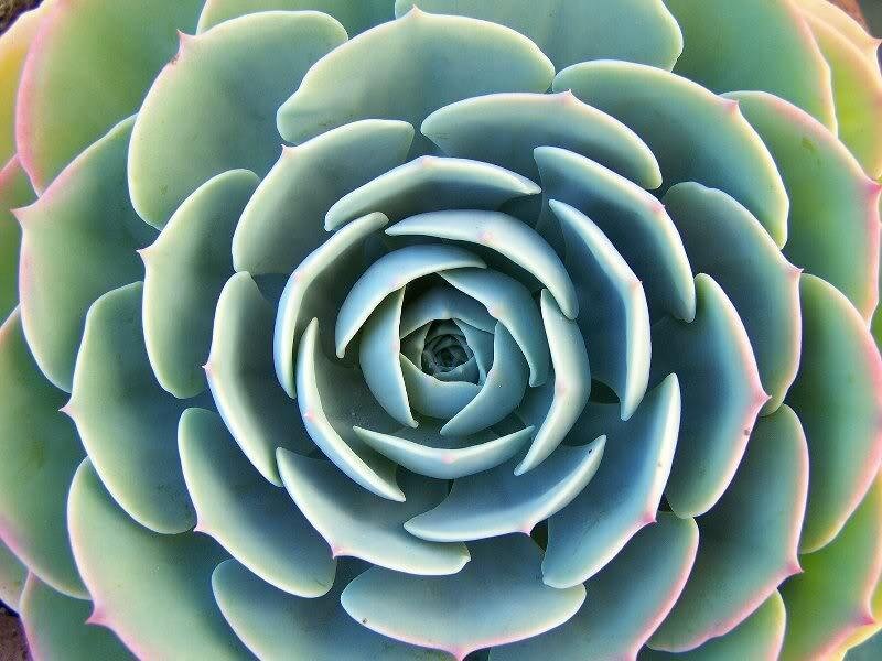 Blue Succulent Rosette