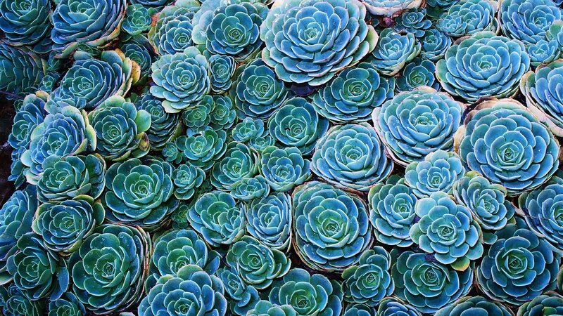 Blue Succulent Rosettes — Calm