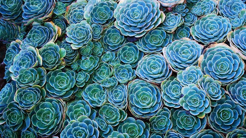blue succulent rosettes