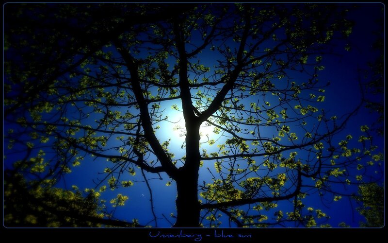 Blue sun through tree branches