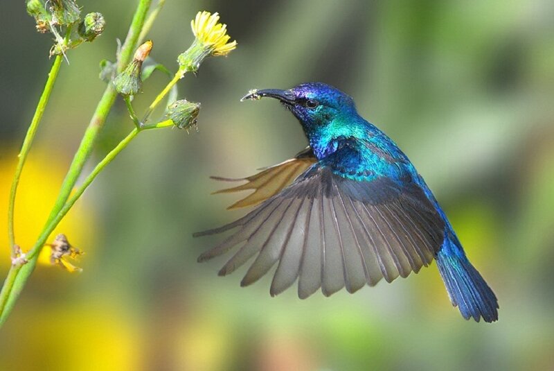 Blue Sunbird in Flight